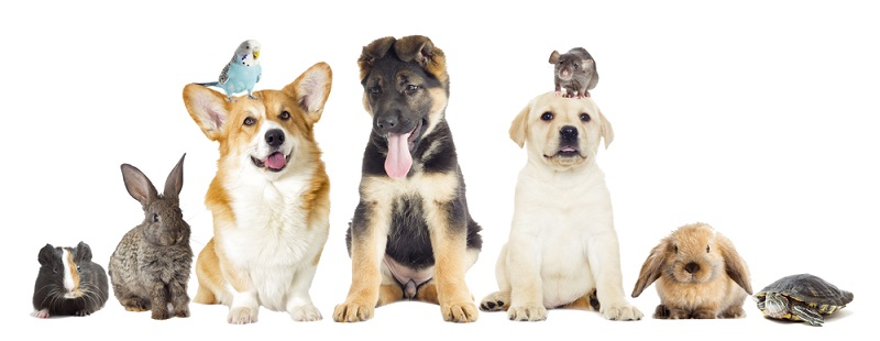 Wer als Start-up Erfolg haben will, ist mit dem Heimtiermarkt in jedem Fall gut beraten. Tiere sind heute nur noch auf den Bauernhöfen und in der Viehwirtschaft wirkliche Nutztiere, die ihren Zweck erfüllen müssen. Hunde, Katzen und sogar größere Tiere werden immer häufiger aus Liebhaberei gehalten und wollen gut versorgt sein. (#04)