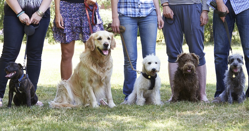 Irgendwann gab es die Erkenntnis, dass ein Hund unmöglich genauso sein kann wie der andere. Eine Deutsche Dogge muss doch andere Bedürfnisse in Bezug auf die Futterzusammensetzung haben als ein Dackel! (#02)