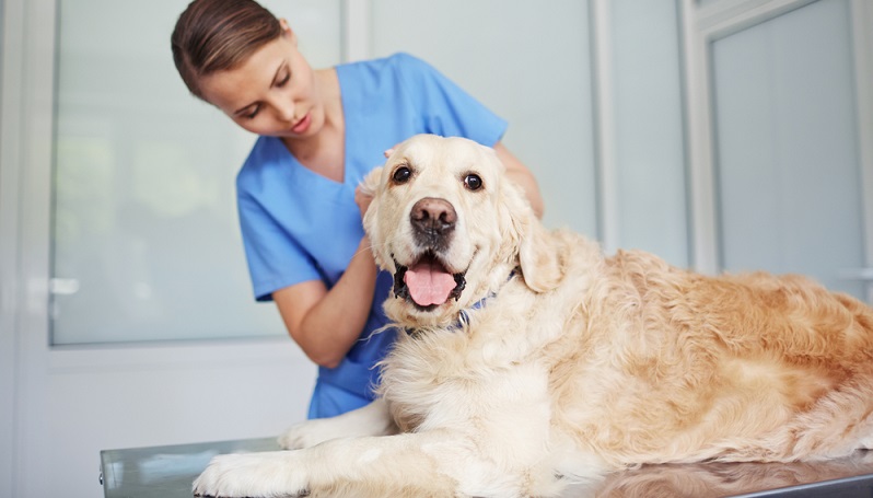 Wenn ein Hund zu häufig mit Antibiotika behandelt wird, dann können sich Resistenzen oder Unverträglichkeiten bilden, die mit weiteren Medikamenten aus der Pharmaindustrie behandelt werden müssen.