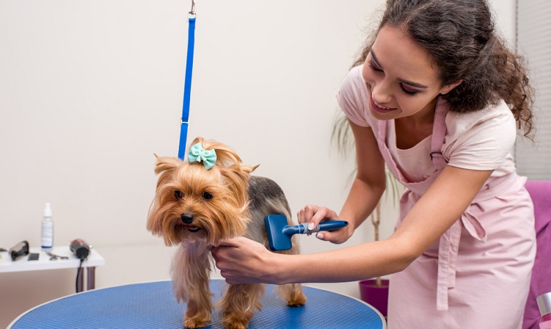 Inzwischen wird bei der Haustierindustrie sogar davon gesprochen, dass es einen gewissen Wellnessfaktor gibt. Das dürften auch Anbieter, wie Hundesalons, bemerken.