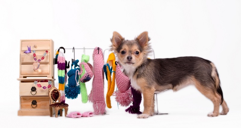 Viele Tiere haben einen ähnlichen Stellenwert, wie ein Mensch und erhalten ein eigenes Sofa, Kleidung und sogar einen eigenen Wagen, in dem sie durch die Gegend gefahren werden. (#02)