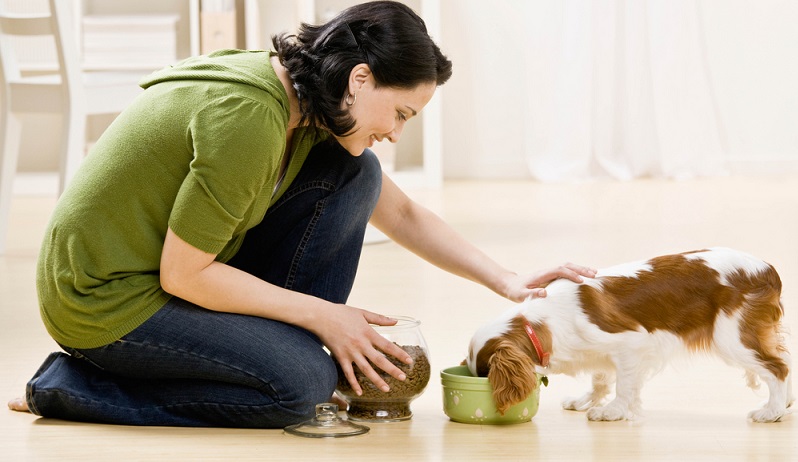 Eine der größten Einnahmequellen der Hundefutterindustrie ist das Trockenfutter. Es ist besonders praktisch für den Halter, denn es macht wenig Schmutz, lässt sich gut dosieren und auch sehr gut transportieren. Daher ist es kaum verwunderlich, dass Halter sehr gerne auf Trockenfutter zurückgreifen. Dieses setzt sich jedoch vor allem aus Tiermehl sowie aus Getreide zusammen. (#05)