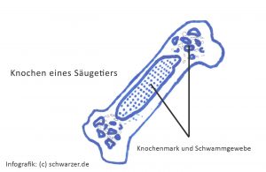 Infografik: Knochen eines Säugetiers