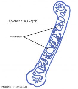 Infografik: Leichtbauweise am Beispiel des Knochens eines Vogels