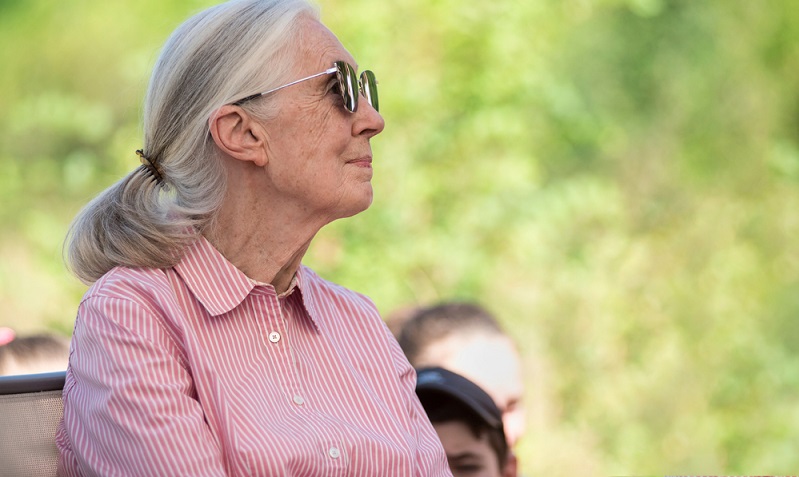 Bekannteste Kämpferin dürfte Jane Goodall gewesen sein, die Affenforscherin. ( Foto: Shutterstock-vitrolphoto )