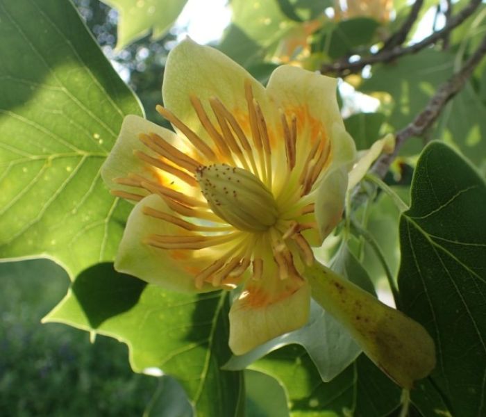 Im Weltgarten sind rund ums Jahr spannende Bl&uuml;ten zu entdecken. (Foto: WITTENSTEIN SE/Susanne B&ouml;ll)